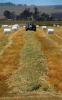 Tractor, baling hay, New Holland T5070, rolls, dust, dusty, FMND03_229