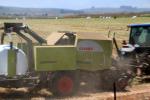Tractor, baling hay, rolls, dust, dusty, Uniwrap, Rollant, CLAAG, FMND03_237