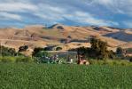 Farmfield, dust, Capay Valley, Yolo County, California