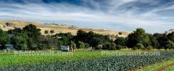 Farmfield, dust, Capay Valley, Yolo County, California, FMND03_278