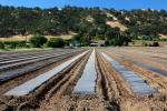 Farmfield, dust, Capay Valley, Yolo County, California, FMND04_001