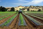 Tractor, Farmfield, dust, Capay Valley, Yolo County, California, FMND04_011