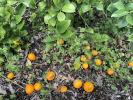 Oranges on the Ground, FMND04_093