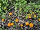 Oranges on the Ground, FMND04_094