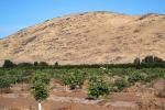 Orange Orchard, Navelencia, Fresno County, San Joaquin Valley, FMND04_136