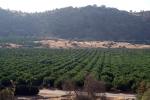 Orange Orchard, Dunlap, Fresno County, San Joaquin Valley