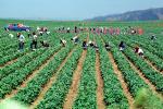 Migrant Farm Workers, FMNV01P03_10