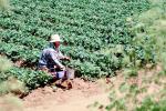 Migrant Farm Worker