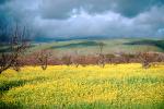 Mustard Flowers, hills, clouds, orchard, FMNV01P06_02.0947