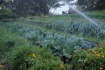 Sprinkler, Irrigation, cabbage, Big Sur Farm, FMNV01P10_10.0948