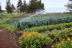 Sprinkler, Irrigation, cabbage, Big Sur Farm
