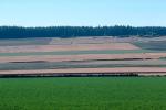 fields, Whidbey Island, FMNV01P13_05.0948