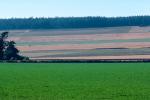 fields, Whidbey Island, FMNV01P13_06.0948