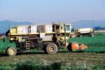 Swather, cutter, Whidbey Island, Windrower, FMNV01P14_08
