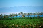 Palm Dates, Salton Sea, California, Endorheic Lake, FMNV02P01_02.0839