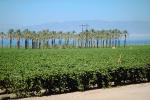 Palm Dates, Salton Sea, California, Endorheic Lake, FMNV02P01_03.0948
