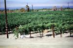 Grape Vines, Salton Sea, California, Endorheic Lake