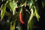 Chili Pepper, FMNV02P01_06.0948