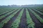Artichoke Rows, Monterey County, California, Dirt, soil, FMNV02P02_10.0948