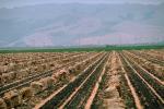 Onion Sacks, Dirt, soil