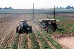 Tractor and Trailer harvesting Tomatoes, Sacramento River Delta, Central Valley, Dirt, soil, FMNV02P07_12