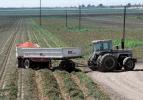 Tractor and Trailer harvesting Tomatoes, Sacramento River Delta, Central Valley, FMNV02P07_16