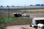 Tractor and Trailer harvesting Tomatoes, Sacramento River Delta, Central Valley, FMNV02P07_17