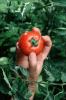 Hand holding a Tomato, Fields, FMNV03P01_07