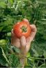 Hand holding a Tomato, Fields