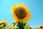 Sunflower Field, Dixon California, FMNV03P01_09.0839