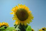 Sunflower Field, Dixon California, FMNV03P01_09