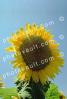 Sunflower Field, Dixon California, FMNV03P01_09B.0839