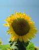 Sunflower Field, Dixon California, FMNV03P01_09B