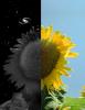 Day and Night, Sunflower Field, Dixon California, FMNV03P01_09C