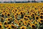 Sunflower Field, Dixon California, FMNV03P01_10.0949
