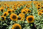 Sunflower Field, Dixon California, FMNV03P01_14.0839