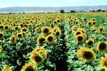 Sunflower Field, Dixon California, FMNV03P01_15