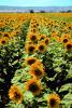 Sunflower Field, Dixon California, FMNV03P01_16.0949