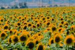 Sunflower Field, Dixon California, FMNV03P01_19.0949