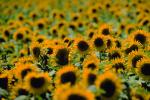Sunflower Field, Dixon California, FMNV03P02_01.0949