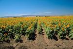Sunflower Field, Dixon California, FMNV03P02_02.0949