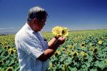 Sunflower Field, Dixon California, FMNV03P02_03