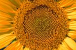 Sunflower Field, Dixon California, Round, Circular, Circle, Symmetry, Geometric, Center