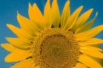 Sunflower Field, Dixon California, FMNV03P02_06.0949