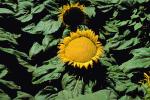 Sunflower Field, Dixon California, FMNV03P02_07.0949