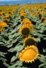Sunflower Field, Dixon California, FMNV03P02_08.0949