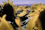Sunflower Field, Dixon California, FMNV03P02_09