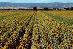 Rows Sunflower Plants, Field, Dixon California