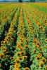 Sunflower Field, Dixon California, FMNV03P02_11.0949