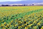 Sunflower Field, Dixon California, FMNV03P02_12